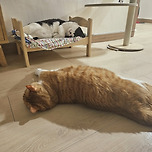 고요한 밤. 이미지