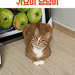 집사에게 애교부리는 냥냥이 이미지