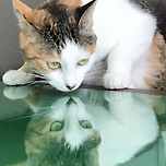 카리스마 최강 초원공주 이미지