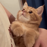 뽀뽀냥.gif 이미지