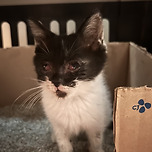 아이들이 구조해온 4주된 아깽이 이미지