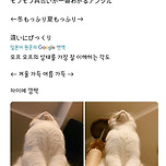 고양이 계절별 털찜 차이 이미지