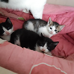 안녕👐우리는 귀여움 한도초과라고 해 이미지