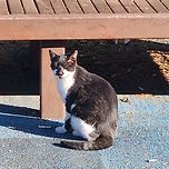 고양이 안녕~ 이미지