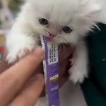 사나운 아깽이 이미지