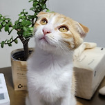 우리 효리에요 이미지