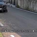 맛있는 밥을 줬더니 친구들을 잔뜩 데려온 대장 고양이 이미지