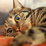 비상!!!비상!! 눈동자가 커지고있다 이미지