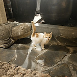 킁카킁카. 이미지