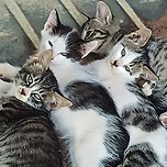 점점 동물농장이 되어가고 있는 시골집 이미지