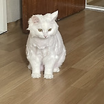 셀프 미용 실패 ㅎ 이미지