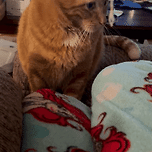 애호박 피자를 본 냥이의 반응 이미지