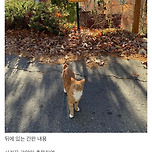 사기꾼 고양이 이미지