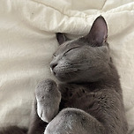 냥(Zzz) 이미지