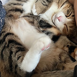 팔 사이에서 자는 네모 고양이 귀여워 이미지