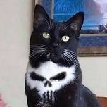 겉으론 bad cat 속으론 good cat~ 이미지