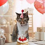 생일을 맞은 고양이 이미지