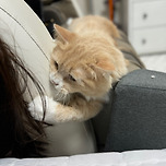 시루는 정말 귀여워 ♡ 이미지