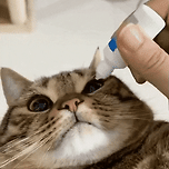 눈에 안약 넣는 고양이 이미지