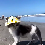 모자쓰고 바닷가 산책하는 냥이 이미지