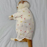 아기 옷 버리기 아까워서 고양이한테 입힘 이미지