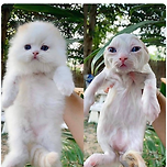 이 미모도 사실 다 머리빨이었던거지 이미지