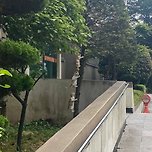 요즘 매미 크기 무슨 일임? 이미지