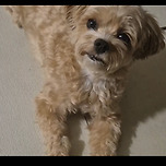 언니 시집간 줄도 모르고 계속 기다리는 강아지ㅠ 이미지