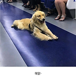 지하철 혼자 탄 리트리버 이미지