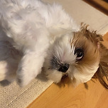 시츄는 멍청하지 않다. 다만 귀찮을 뿐이다. 이미지