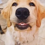 사랑니 난 골든리트리버🐶 이미지