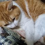 귀여워라😻 이미지