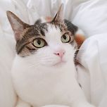 승질은 드러운데 이뻐서 봐주는 울집 미오씨 이미지