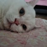 보고싶은 울 밍키 이미지