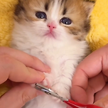 졸린 아깽이 발톱 깍기 이미지