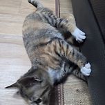 엄마가 좋으냥 이미지