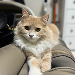 시루~♥ 이미지