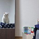 거울보는 냥이 이미지