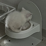 어떤분이 임보중이신 애기냥이인데 이미지