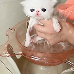 목욕이 처음인 아깽이 이미지