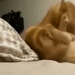 그루밍 하다가 다리에 쥐남.gif 이미지