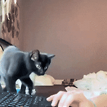 고양이 집사들이 재택근무 할때 이미지