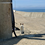 제주 길고양이 특 : 사람에게 별 관심이 없다 이미지