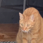 거북이를 처음 본 고양이 이미지