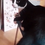 자아가 생겨난 꼬리에 공격당하는 냥이 이미지