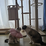 구찌 수술하고 오늘 집에 왔어요 이미지