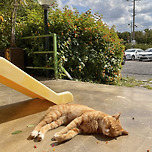 제주도 어느 고기국수 집의 냥이 이미지