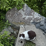 계양산에서 만난 고영😸 이미지