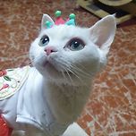 묘델~ 이미지