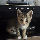 우리포도 이미지